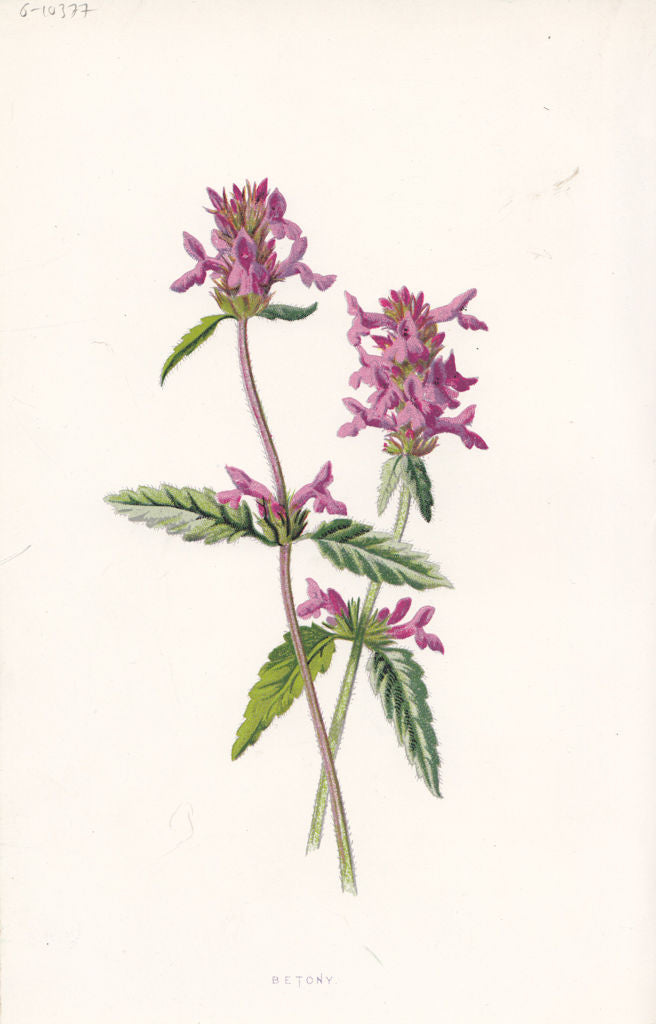 FLOWERS. Betony c1895 old antique vintage print picture